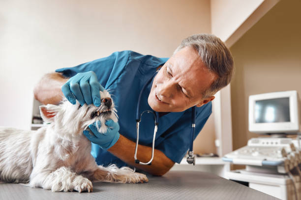 Best Mobile Emergency Dentist in Jacksboro, TN